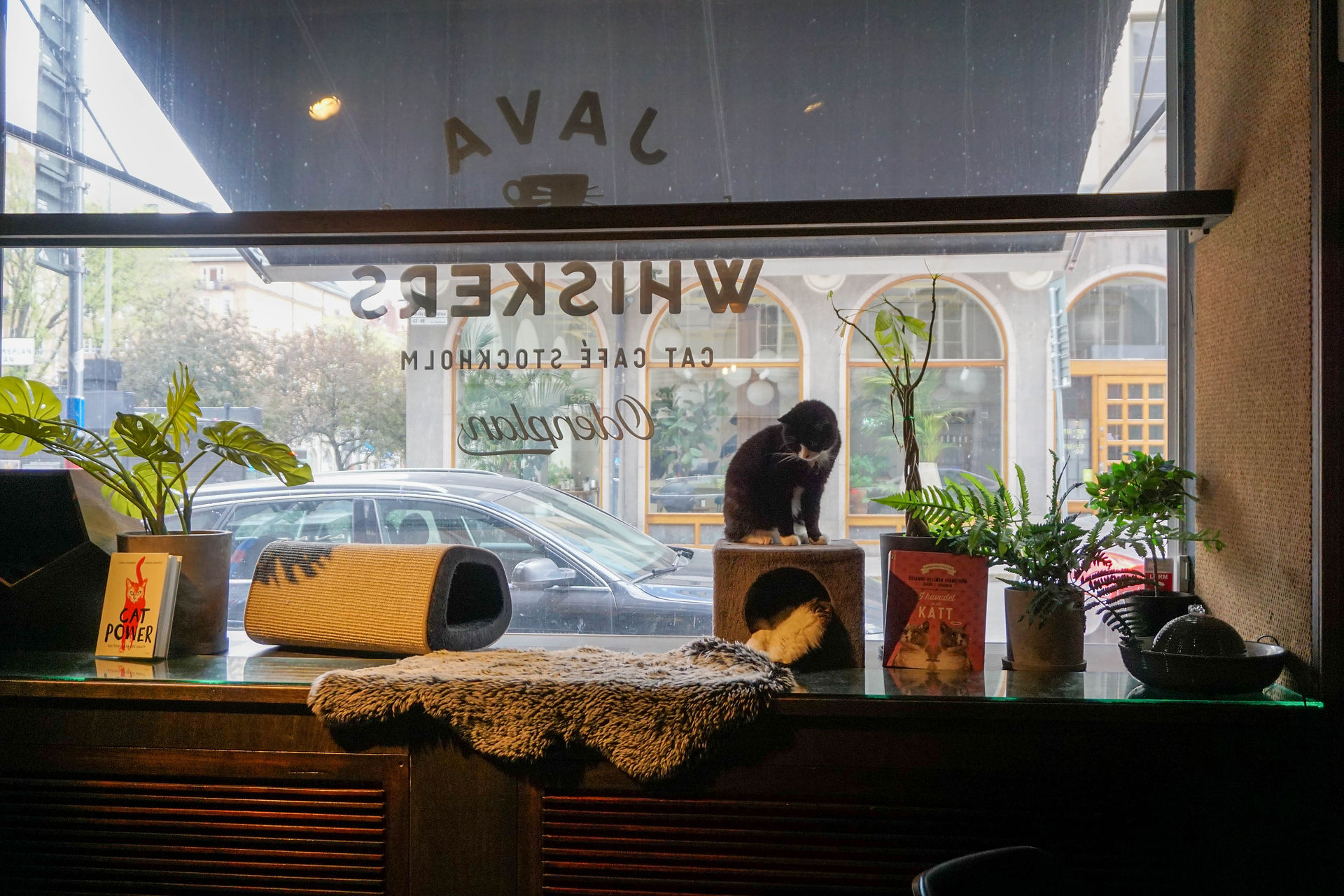 Java Whiskers, Kattencafé, Stockholm, Zweden