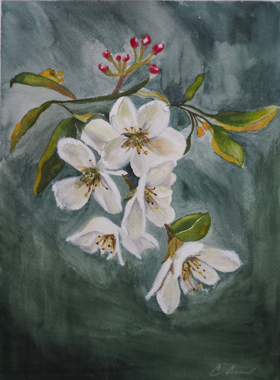 Thumbnail: White apple blossom flower front view