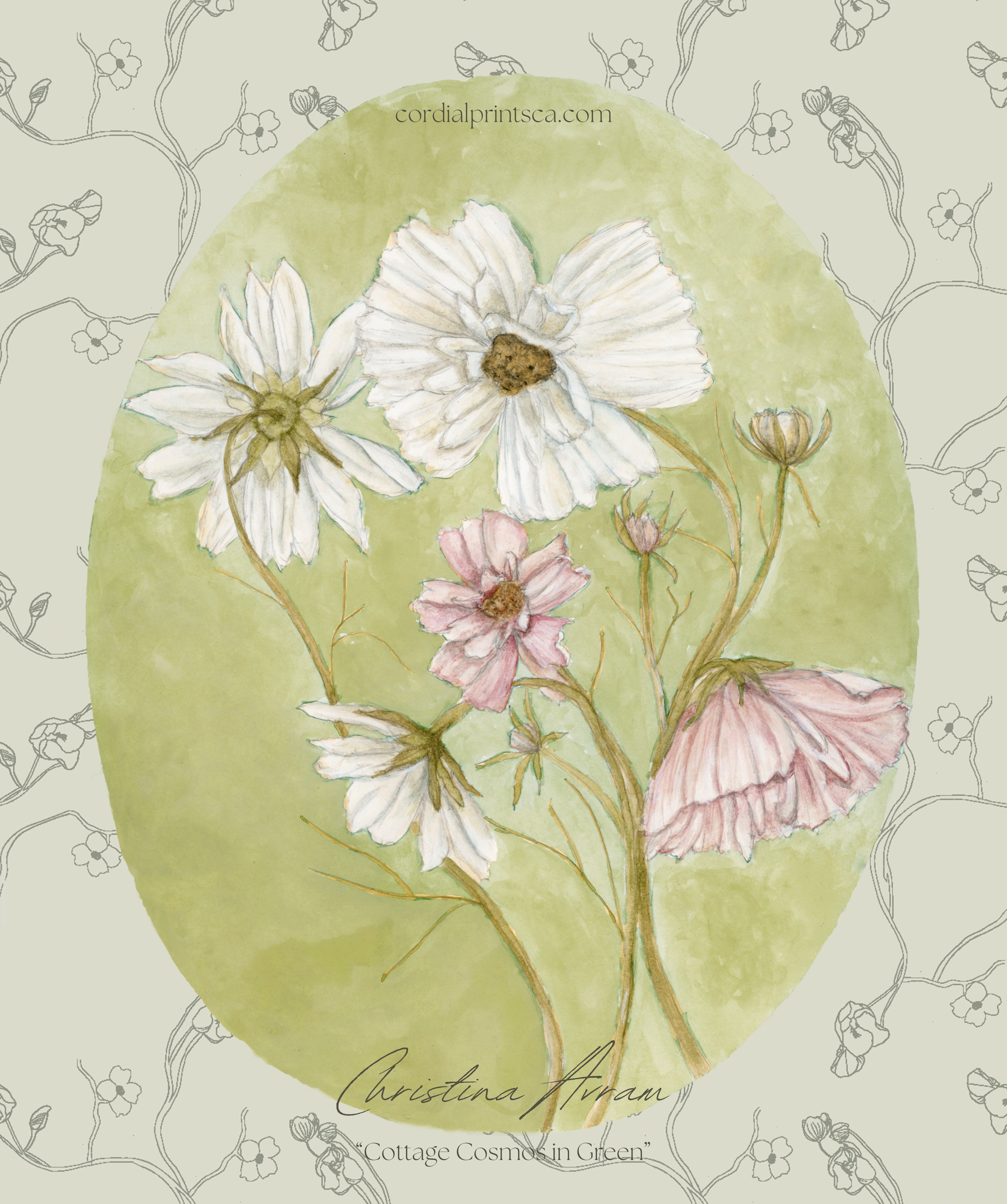 Cottage Cosmos in Green