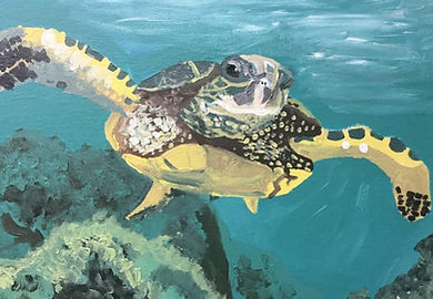 Sea turtle