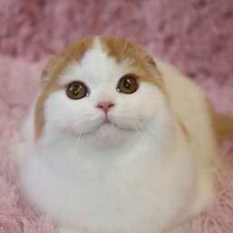 TavaniPaws