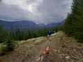 Montana dog ...jpeg