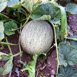 Athena Melon