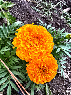 Marigolds