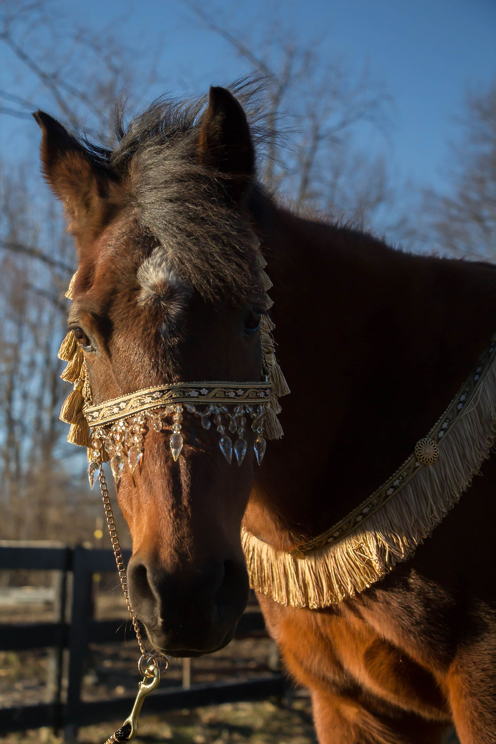 Thumbnail: Al-Hattal Ethnic Arabian Set