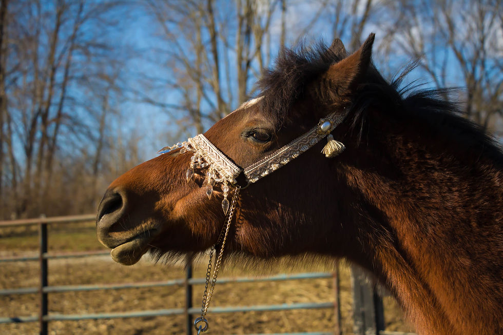 Thumbnail: Al-Aniq Ethnic Arabian Set