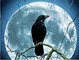 crow on moon (1).jpg