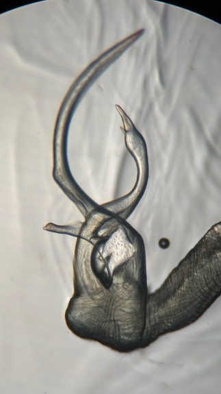Streptocephalus dorothae