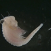 eubranchipus intricatus