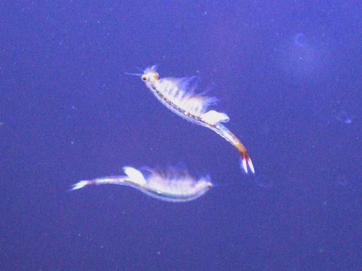 Eubranchipus oregonus