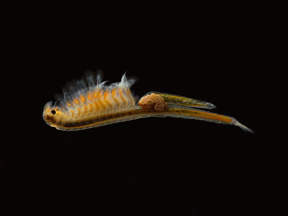 Streptocephalus purcelii