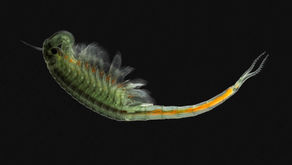Streptocephalus purcelii