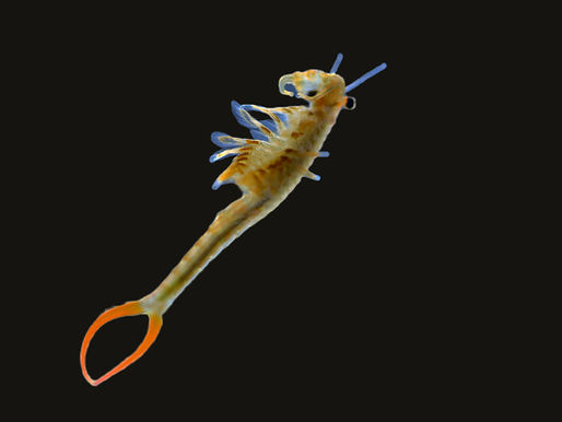 Branchipodopsis affinis: The Mongolian Fairy Shrimp