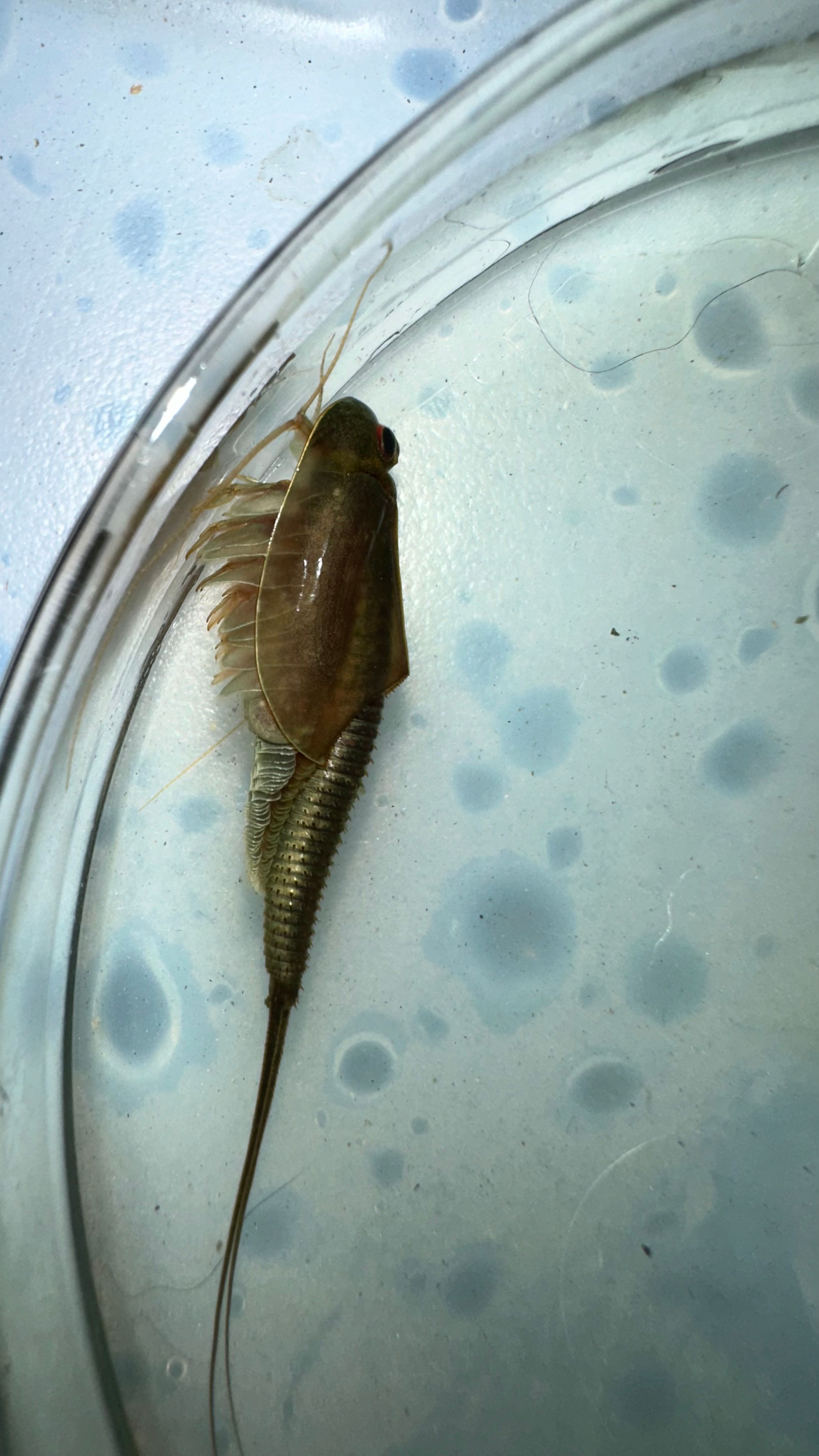 15+ Triop longcuidatus eggs (Hawaii)
