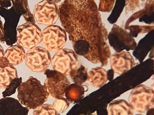 The Reasons Why My Branchiopod eggs failed to hatch