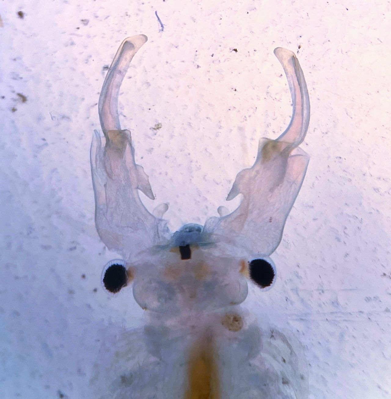 Branchinecta packardi