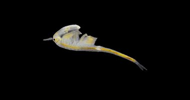 Branchinecta lindahli