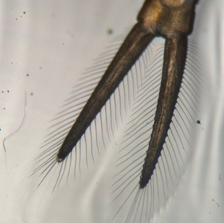 eubranchipus intricatus