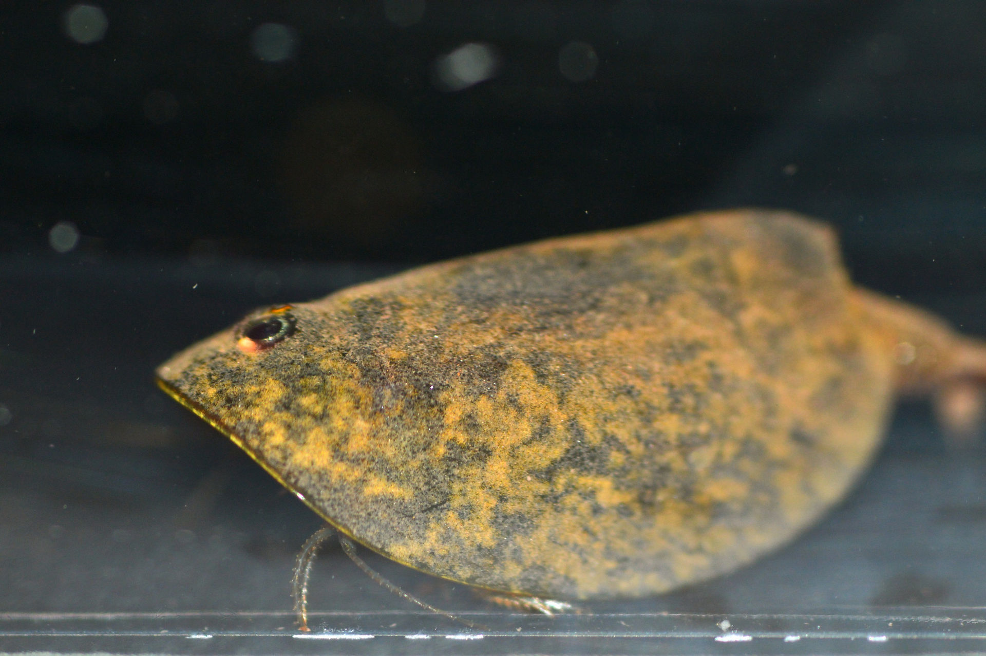 Lepidurus sp.