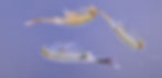 Fairy Shrimp