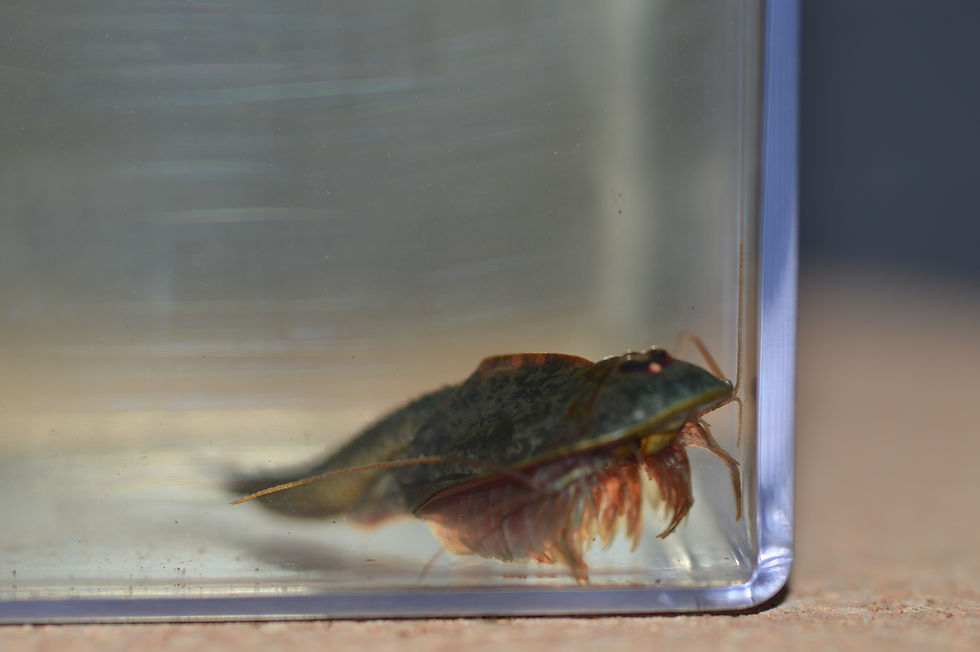 Thumbnail: 15+ Triop longicaudatus eggs (NM-Cibola)