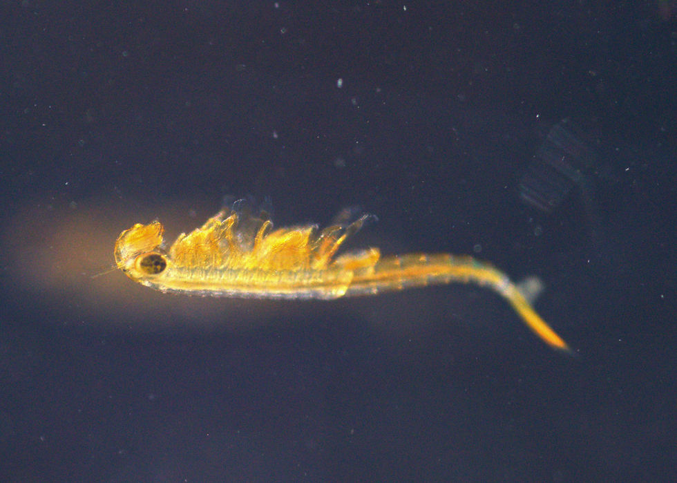 Dendrocephalus proeliator