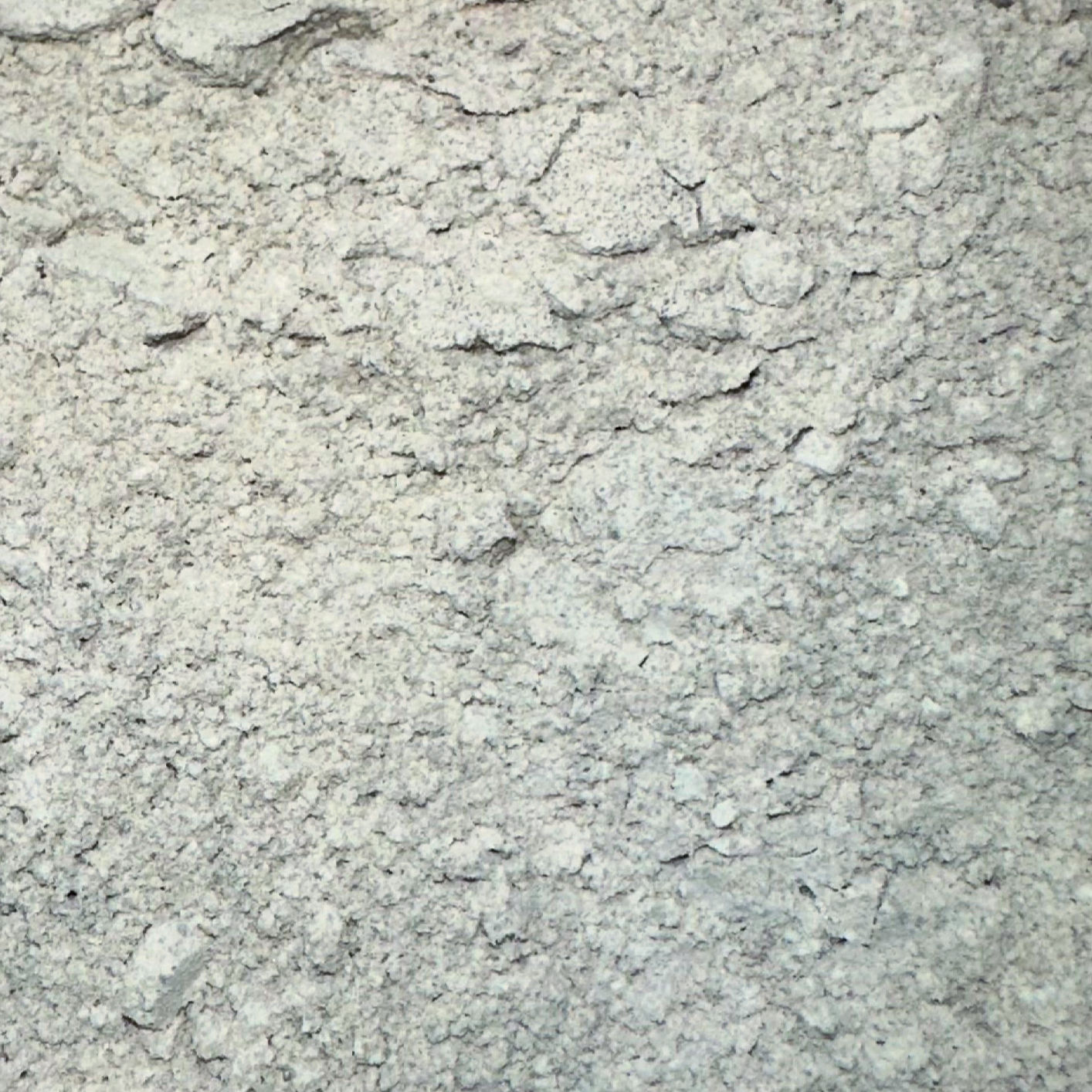 Tadpole shrimp Food 1