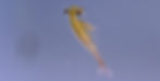 Eubranchipus sp.