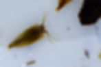 Thumbnail: 100+ Leptestheria compleximanus eggs