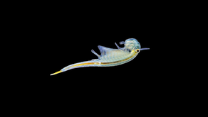 Streptocephalus mackini: The Chihuahuan Desert Fairy Shrimp