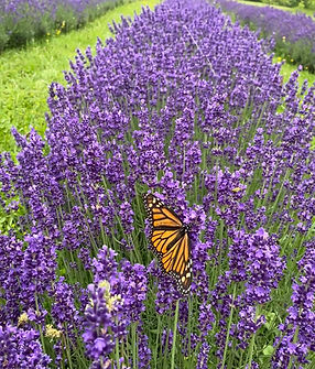Bluewater Lavender Farm