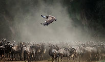 Serengeti Migration safari from Zanzibar_edited.jpg