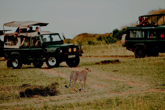 Private safari jeeps with travelers on a short safari from Zanzibar