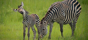 Mikumi safari from Zanzibar showing zebras during a southern Tanzania fly-in safari experience
