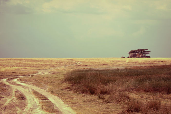3 day Serengeti safari from Zanzibar fly-in experience with golden savannah landscape and acacia tree in Serengeti National Park Tanzania