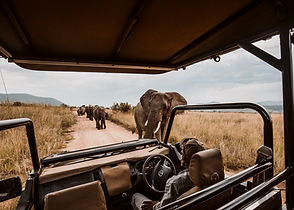 Safari guide explaining wildlife behavior to guests on a fly-in safari from Zanzibar