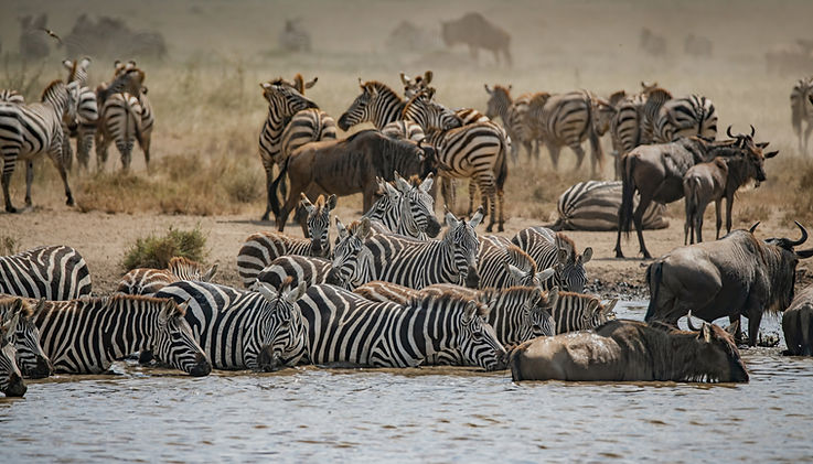 4-Days Serengeti and Ngorongoro fly-in Safari from Zanzibarzibar