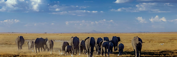 elephant heard in Tarangire National Park safari