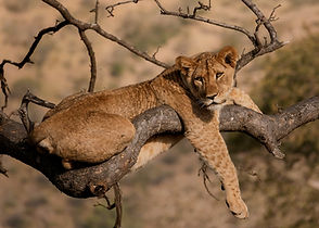 Lion resting on a tree in Lake Manyara National Park on a safari from Zanzibar