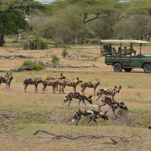 African wild dog pack near safari jeep in Tanzania