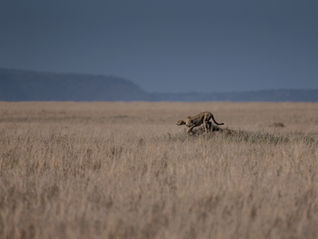 Zanzibar to Serengeti Safari: Fly-In Guide, Costs & Itineraries