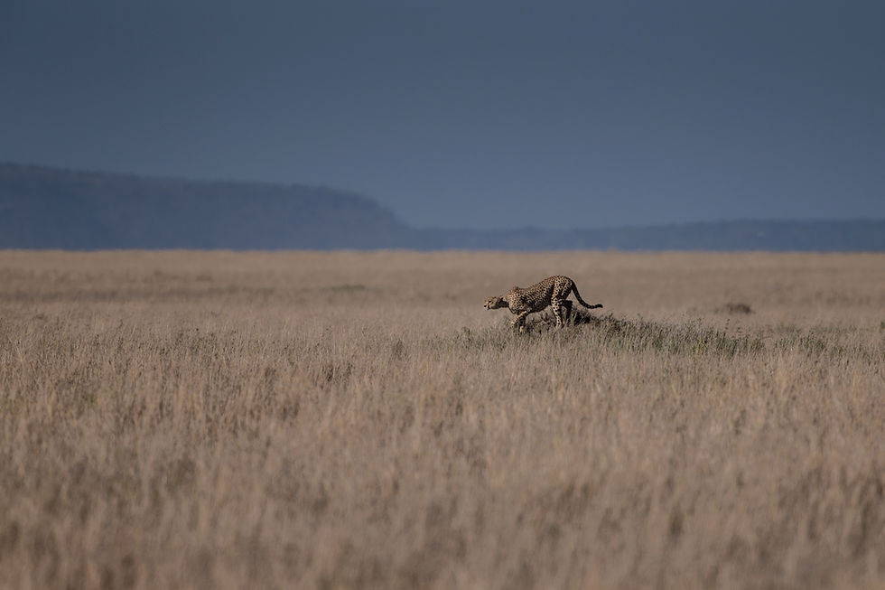 Zanzibar to Serengeti Safari: Fly-In Guide, Costs & Itineraries