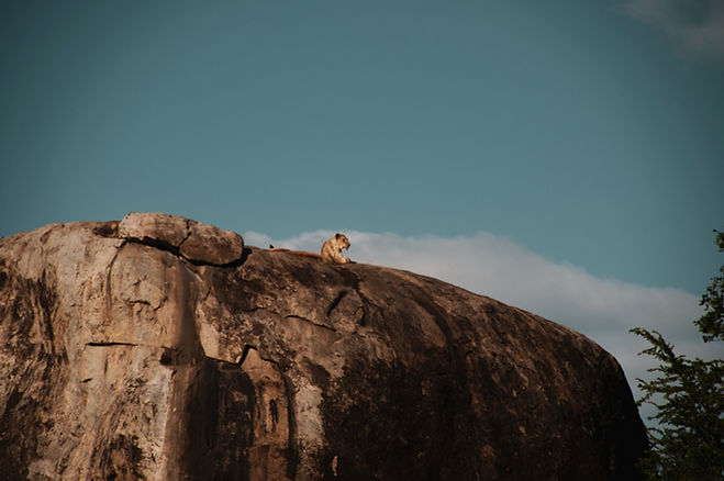 Lion resting on a kopje overlooking the Serengeti plains on a safari from Zanzibar