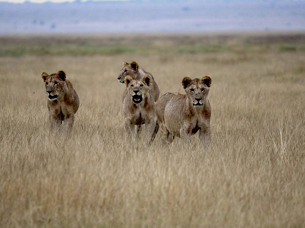 Three lions walking through tall grass on a 3 Day Tanzania fly-in safari from Zanzibar