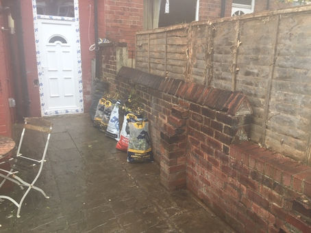 Ivy, Ivy Everywhere!!!