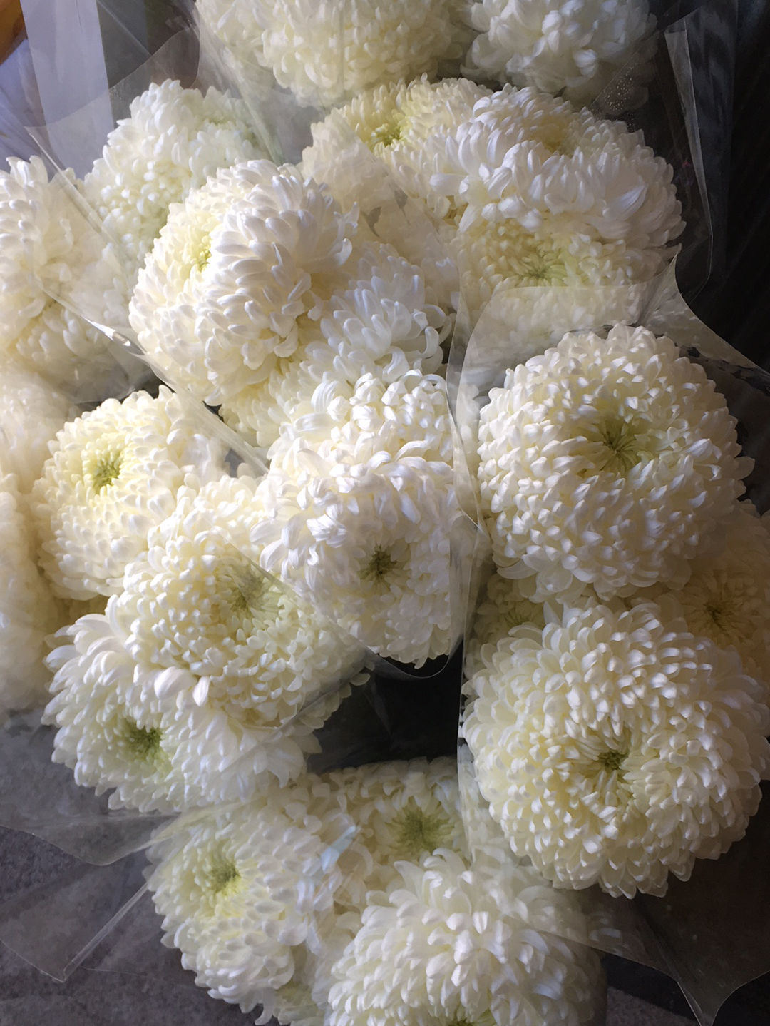 Chrysanthemums disbuds