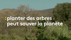 Des milliards d’arbres pour sauver la planète