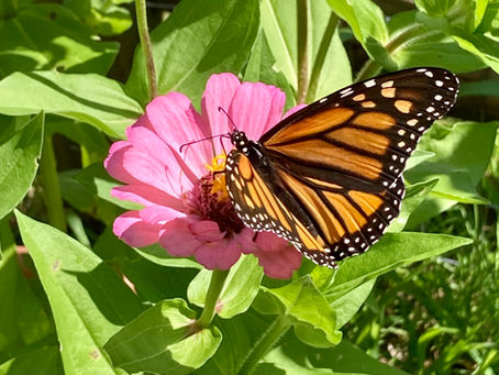 Monarch Butterflies Are In Trouble: Can we help them?