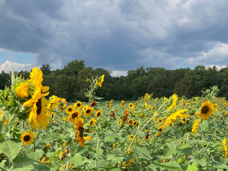 A Large Flower, A Small Restaurant, and a Country at War: What Do They Have in Common?