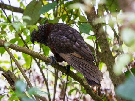 See Ya Later New Zealand!